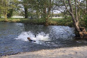 Badesee für Hunde bei Neumünster
